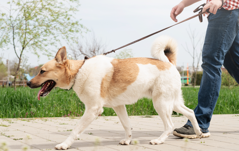 Social walking per cani a Bologna, passeggiate di gruppo per socializzazione e benessere.