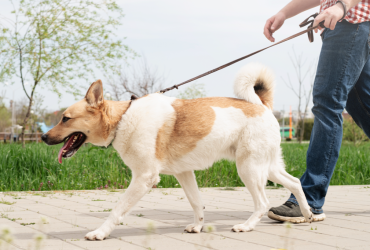 Social walking per cani a Bologna, passeggiate di gruppo per socializzazione e benessere.