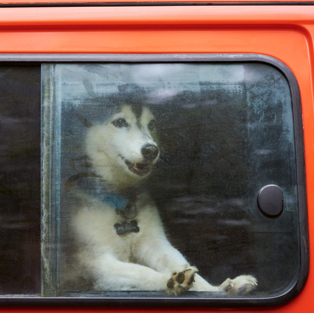 "Dog Taxi a Bologna, servizio di trasporto sicuro per cani in città e provincia.
