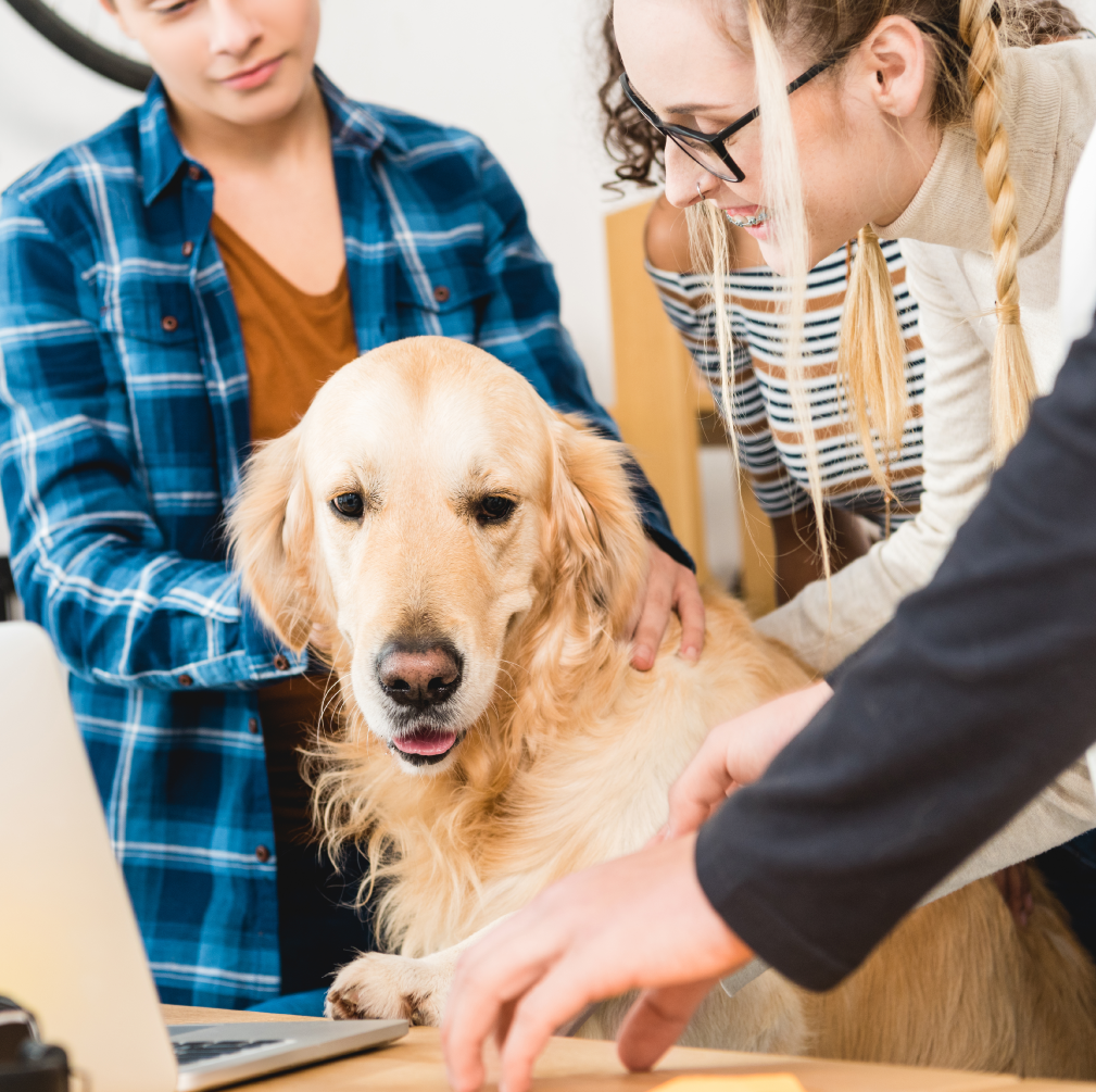 Workshop formativi per proprietari e cani a Bologna, con professionisti del settore