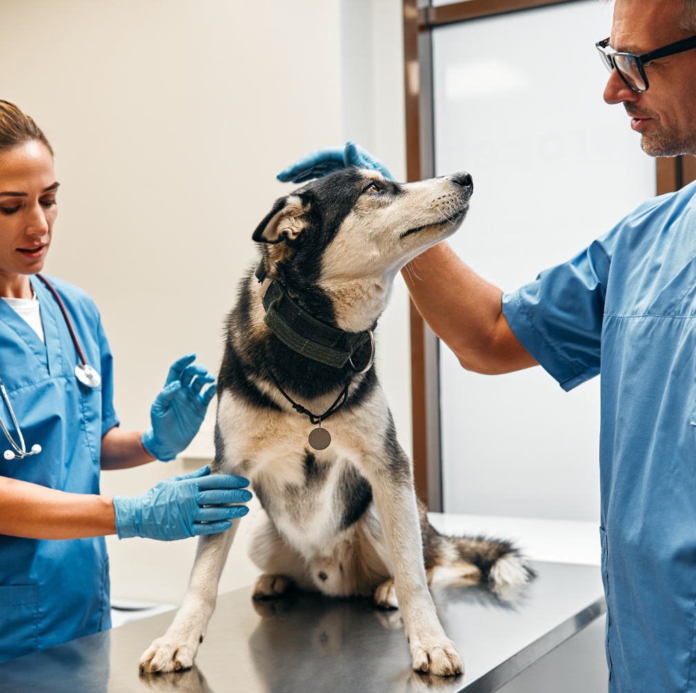 Degenza post-operatoria per cani a Bologna, assistenza veterinaria continua per il recupero.