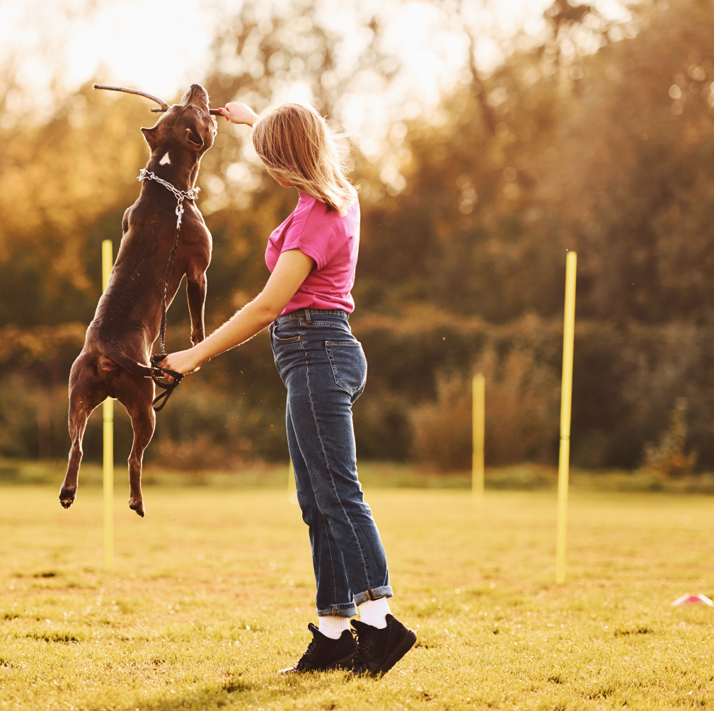 Percorsi di educazione e addestramento per cani a Bologna, con professionisti certificati.