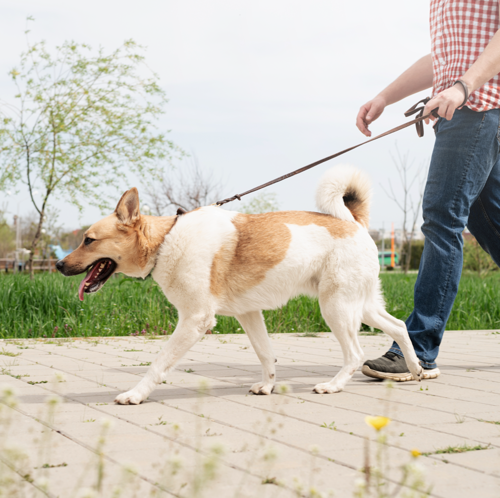 Social walking per cani a Bologna, passeggiate di gruppo per socializzazione e benessere.