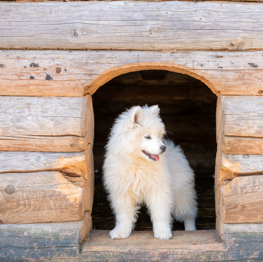 Pensione per cani senza gabbie a Bologna, per il benessere e il comfort dei tuoi animali.