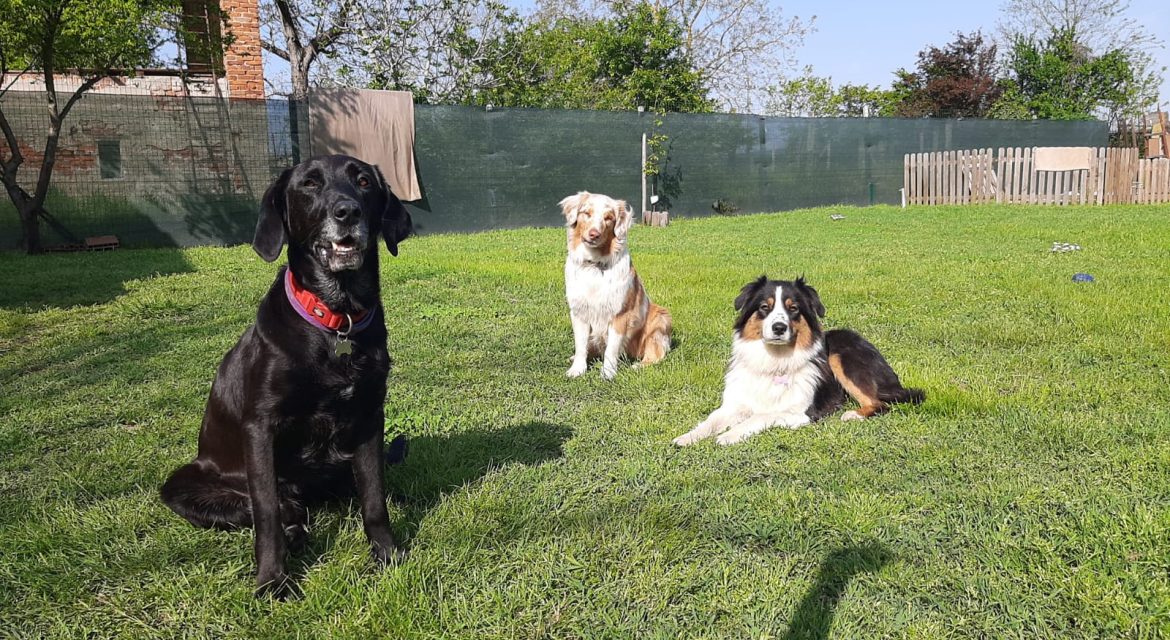 Educazione e addestramento per cani ad Argelato, percorsi formativi professionali.