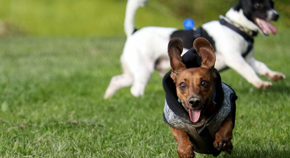 Educazione e addestramento per cani ad Argelato, percorsi formativi professionali