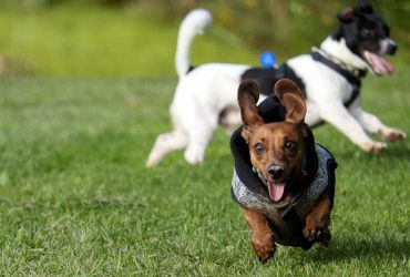Educazione e addestramento per cani ad Argelato, percorsi formativi professionali